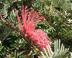Grevillea thyrsoides.jpg
