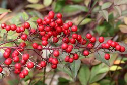 Nandina domestica berries-5142~2016 01 03.JPG