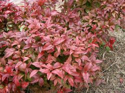 Nandina domestica cv Otafukunante1.jpg
