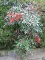 Nandina domestica1.jpg