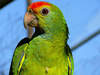 Red browed Amazon.jpg