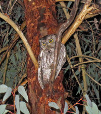 Western screech owl.jpg