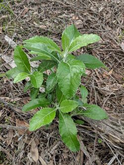 Senecio garlandii (Woolly Ragwort).jpg