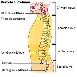 Illu vertebral column.jpg