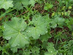 Alchemilla micans plant (06).jpg