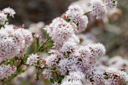 Common fringe-myrtle Calytrix tetragona (8177155251).jpg