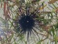 Diadema setosum (Kenya).JPG