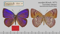 EucolpisMUpUn 557 558 AC1.jpg