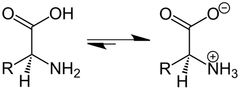 An amino acid
