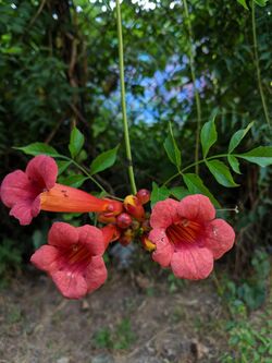 Campsis radicans bloom and buds.jpg