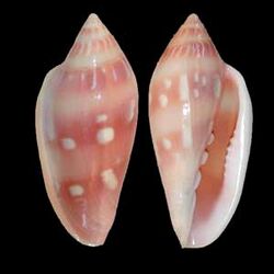 Marginella desjardini 001.jpg