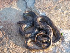 Caspian whipsnake Coluber (Dolichophis) caspius