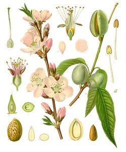 Botanical illustration