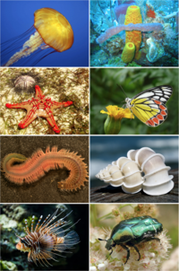 Animal diversity composite.png