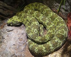Protobothrops mangshanensis mang pitviper LA zoo top.jpg
