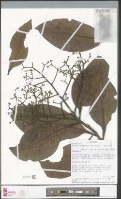 Ocotea glaucosericea.jpg