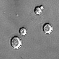 Yeast of the species Saccharomyces cerevisiae.