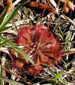 Drosera brevifolia.jpg