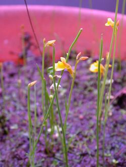Utricularia bifida.jpg
