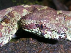 Pit viper head.jpg