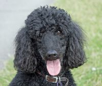 Poodle.jpg