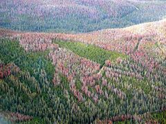 Photograph of a large area of forest. The green trees are interspersed with large patches of damaged or dead trees turning purple-brown and light red.