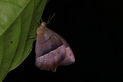 FileːVirgilia wood nymph (Taygetis virgilia).jpg