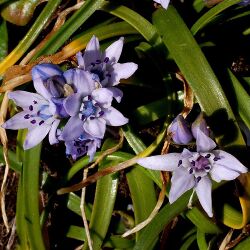 Scilla verna Cornwall.jpg