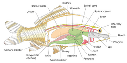Diagram showing the internal anatomy of a generic bony fish