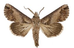 Paectes arcigera male1.jpg