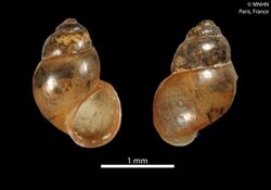 Mercuria bourguignati (MNHN-IM-2000-21903) 002.jpeg