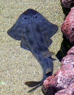 Shovelnose guitarfish.JPG