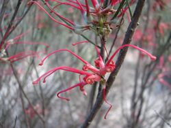 Grevillea sarissa.jpg