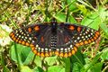 Baltimore Checkerspot, Shirleys Bay.jpg