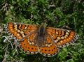 Euphydryas-desfontainii.JPG