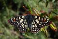 Euphydryas chalcedona chalcedona-Male-5.jpg