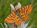 Nymphalidae - Euphydryas aurinia-001.JPG
