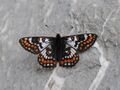 Veilchen-Scheckenfalter ♂ Euphydryas cynthia 3.JPG