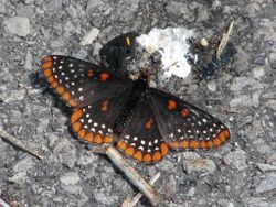 Baltimore Checkerspot.jpg