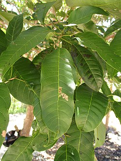 New Guinea teak (Vitex cofassus) leaves.jpg