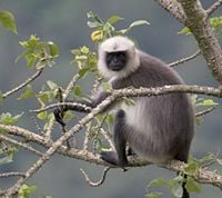 Black-footed Gray Langur, Semnopithecus hypoleucos