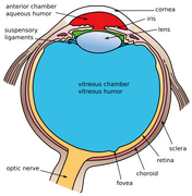 Another view of the eye and the structures of the eye labeled