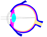 This svg file was configured so that the rays, diaphragm and crystalline lens are easily modified[23]
