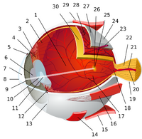 1:posterior segment 2:ora serrata 3:ciliary muscle 4:ciliary zonules 5:Schlemm's canal 6:pupil 7:anterior chamber 8:cornea 9:iris 10:lens cortex 11:lens nucleus 12:ciliary process 13:conjunctiva 14:inferior oblique muscule 15:inferior rectus muscule 16:medial rectus muscle 17:retinal arteries and veins 18:optic disc 19:dura mater 20:central retinal artery 21:central retinal vein 22:optic nerve 23:vorticose vein 24:bulbar sheath 25:macula 26:fovea 27:sclera 28:choroid 29:superior rectus muscle 30:retina