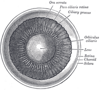 Interior of anterior chamber of eye.