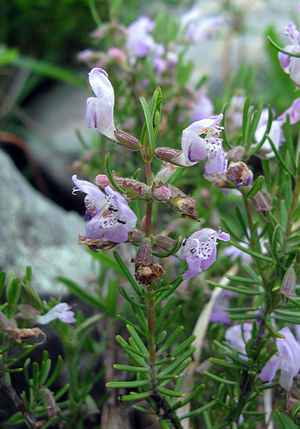 Conradina verticillata wild.jpg