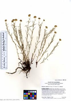 Erigeron reductus var. reductus (6269946718).jpg