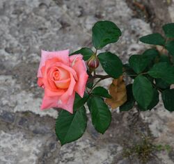 Tea rose