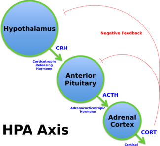 Diagram of the HPA axis