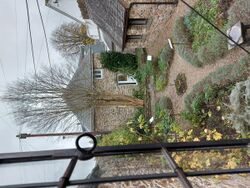 A view of Totnes Museum's Garden